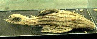 Panaque cf.Nigrolineatus sp.